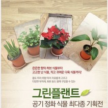그린플랜트 다육식물 웅동자금 1+1
