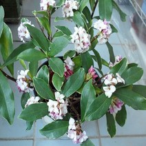 좀작살나무 묘목_10주 키80cm 12784EA, 쿠팡 본상품선택