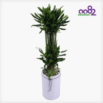 [0082플라워] P239 황금죽 서울 경기 배송상품