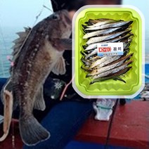 미끼꽁치 생 갈치 염장 바다낚시밑밥 고등어 원투 우럭