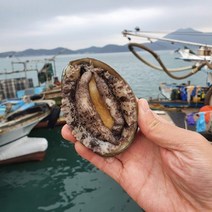 [올즈마켓] 완도 청산도 활전복 1kg 13-14미 + 봉지미역20g 손질칼 증정, 상세 설명 참조