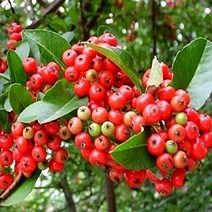 순희농장 피라칸사스나무100~130cm 포트2개 피라칸사스 나무묘목, 피라칸사스나무100cm~130cm 포트 2개