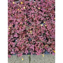 식공특가 농장특가 옥살리스 플럼크레이지 사랑초 소품 야생화 10-25cm 49