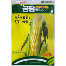 금당옥수수씨앗70립 초당옥수수 저온과 도복에 강한 품종, 1개