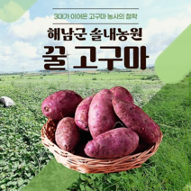 [명가농수산] 해남 밤고구마 진율미 베니하루카 햇고구마 3KG 5KG 10KG, 진율미 1박스, 못난이10KG