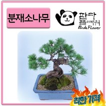 PFC006 어르신 불로장수생 기원 인사치레 선물 해송소나무 분재화분 사돈 추석명절선물 발배송달 추천