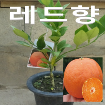 (D소망)레드향묘목 3년생(화분) 1그루 레드향 귤나무