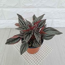 페페로미아 멘도자(소) 실내공기정화식물 공기청정식, 본상품선택