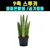 곰빵몰 9촉 스투키 20CM 25CM 실내공기정화식물