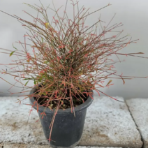 실남천(한목대) 새로입고 높이 30~50cm