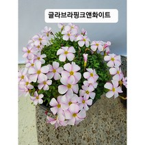 글라브라핑크앤화이트사랑초 대품 100