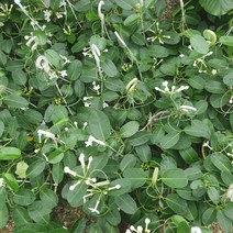 마다가스카르자스민 40~60cm 129 넝쿨자스민 공중식물 행잉플랜트, 1개