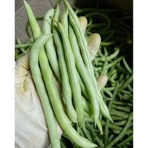 생그린빈 (500G) 그린빈스 껍질콩 줄기콩 스트링빈, 1개