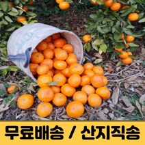 제주도 귤 제주감귤 3kg 5kg 10kg 조생 극조생 서귀포 감귤 햇 고당도 가정용 노지감귤 밀감 제주 산지직송 택배, 중과 ( M / L ), 5kg (2개 구매시 11KG 발송)