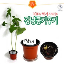 강낭콩기르기강낭콩키우기(받침포함)5인세트