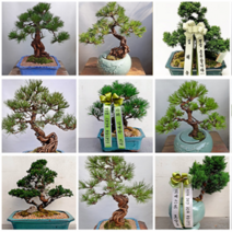 [심고거둠] 고급 소나무분재 진백분재, 1) 소나무분재 사각분 기본형