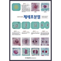 체세포분열