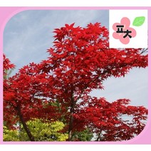 홍단풍 나무 씨앗(10립) -단풍나무 홍단풍 청단풍 나무씨앗 종자씨앗 꽃씨앗 채소씨앗 구근식물 야생화 약초 포천매화동농장 씨앗모음, 1개