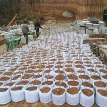 부직포 화분 중형 대형 베란다 텃밭 블루베리 심기 손잡이 화분 20개 40개, 핸들 없음 25 X 25(40개)