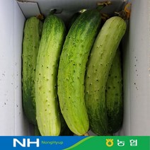 농협 2023년 햇 다다기오이 2kg(가정용) / 부여 굿뜨래 / 산지직송 cucumber, 다다기오이2kg(가정용), 1개