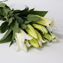 시베리아 생화택배 1단에 5줄기 송이는 10송이이상 (고속터미널꽃시장 직배송) 꽃예꽃, 취소처리(취소선택시 다른꽃변경불가), 일반(홑) 시베리아(꽃잎이 한겹), 금~일요일 구매시 (화요일 도착)