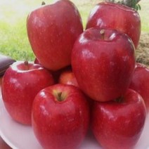 묘목/사과나무(아리수) 접목 1년(M26 왜성대목) 2개 KJ1393