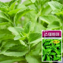 화분월드 (허브) 스테비아 씨앗 (50립) 허브씨앗 꽃씨앗 바질, free, 옵션선택