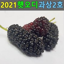 ForU851 오디 과상2호 뽕나무열매 오디생과 오디열매 5kg 생오디 오디가격 오디판매, 상세페이지 참조
