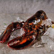 활 랍스터 생물 바닷가재 캐나다 랍스터 500g-1kg 항공직송 랍스타 캠핑요리, 항공직송 캐나다 활랍스터 700g 내외
