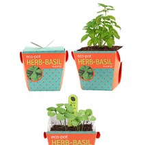 봉선화씨앗 심기세트 자연교육 어린이집 초등학생, 상품선택