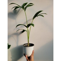 고급야자 켄차야자 게차야자 중품 50~70cm 129, 1개
