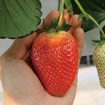 안녕이네 논산 킹스베리 딸기 대왕 왕 1kg (개당55g이상), 500g