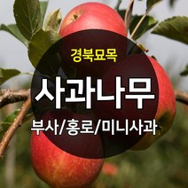 우수한 품종의 나무묘목 유실수 과실수 약용수 조경수 판매중, 사과나무, 홍로 이중접목 중묘