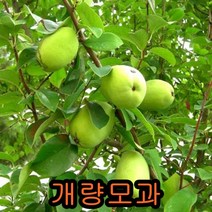 개량 모과 나무 결실주 1그루 묘목 꽃나무 과일나무 과실수 꽃나무