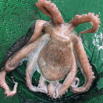 산채로 보내는 신선도 최상 당일바리 자연산 통영 돌문어 생물, 돌문어 700g(생물/1-2미내외)