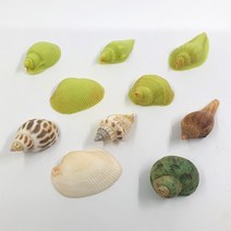 화석 모형 만들기 (조개) (5인용)