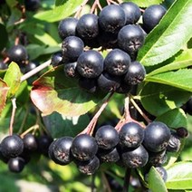 아로니아나무 묘목 블랙초크베리 - 실생6년 결실주(분) 1개