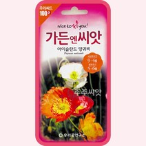 아이슬란드양귀비 씨앗 양귀비종자 100립 꽃씨 몰 봄 여름 가을, 단품