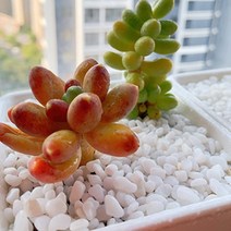 [이서지니]하얀 자갈 백자갈 조약돌 돌 1kg 3size 화분 어항 정원 조경 인테리어 자갈, 0.9-1.2cm