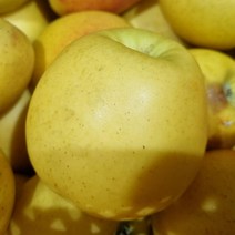 경북 사과 꿀사과 5kg 10kg, 황금사과(시나노골드), 중, 1개