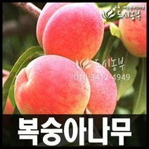 복숭아(거반도) 도넛피치 접목1년 특묘 나무 묘목 원예 복숭아