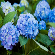 나무마켓 수국 특선 유럽 노지월동 꽃모종, 엔드레스썸머 오리지널 블루