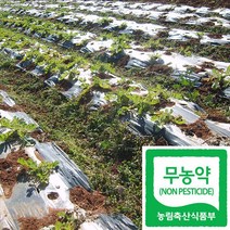 국산 무농약 인증 무우 무/야채수 재료(친환경), 10kg