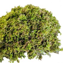 이끼탑 자연산 천연 생이끼 200g 4.8kg 인삼 산삼 장뇌삼 산양삼 더덕 포장이끼 테라리움 분재 분경