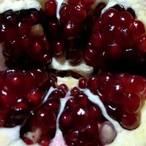(청농원) 석류나무 묘목 (블랙다이아 ) 대과종 6인치 포트묘 2주, 2년생포트묘 2주