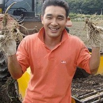 금산인삼 6-4년 가정용 오쿠전용 세척수삼 원수삼 파삼 면역력 금산부부인삼 난발삼, 1개, 09)375g 가정용 원수삼 10뿌리내외