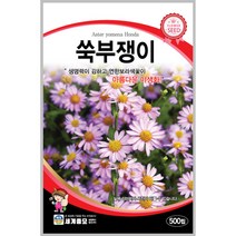 쑥부쟁이 500립 꽃씨 다년생 씨앗 몰 봄 여름 가을 야생화 세계종묘 농사마트
