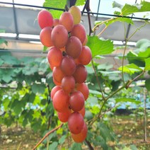 루비로망 루비로만 포도묘목 접목묘 묘목, 접목1년