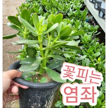 꽃피는 염좌/하얀눈이 내린것같은 꽃피는 염좌 다육식물