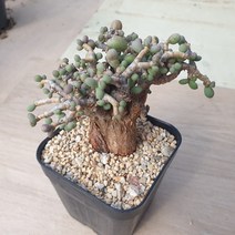 [수암다육] 피그마에 단품 Tylecodon pygmaeus 다육 다육이 다육식물 국민다육 273 세레리아